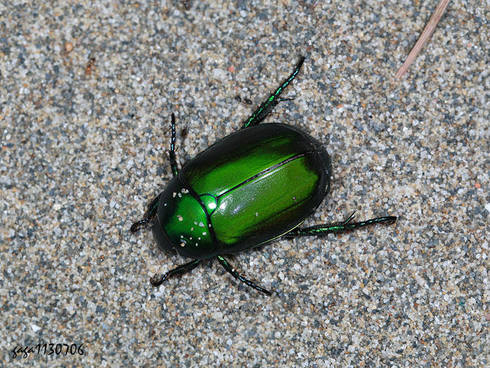 }RtAnomala rubripes virescens