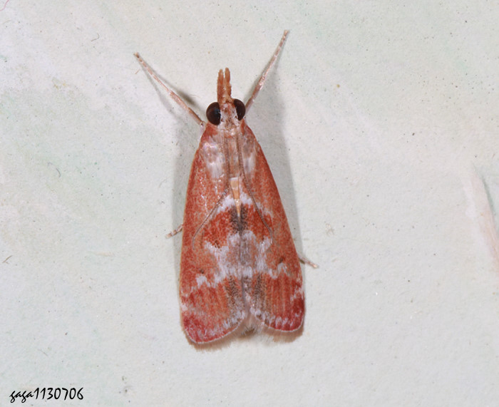 Syntonarcha iriastis