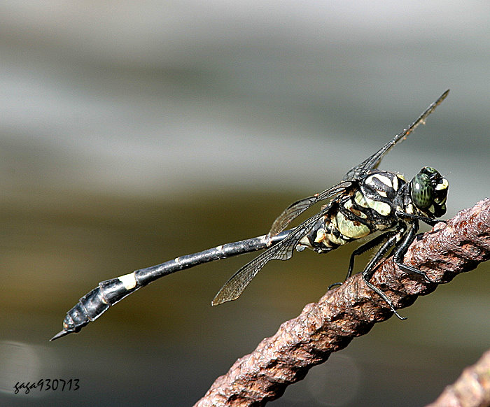 f  Gomphida kruegeri fukienensis 