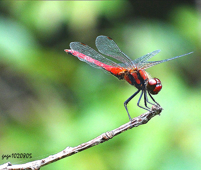 f Sympetrum speciosum taiwanum