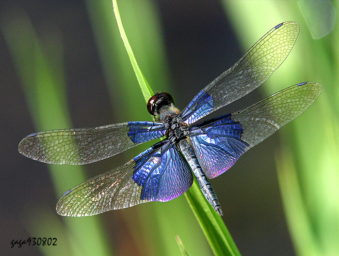 Tf Rhyothemis triangularis 