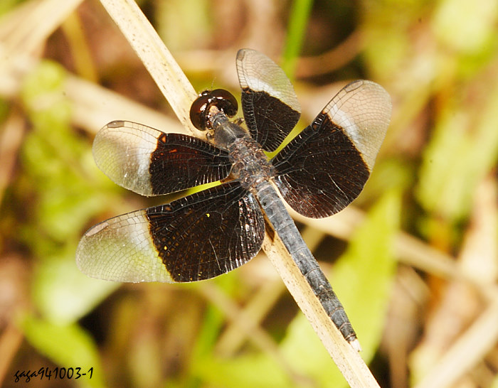 If Neurothemis tullia tullia 