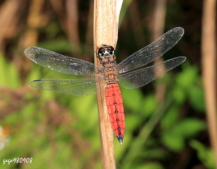 sf Lyriothemis elegantissima