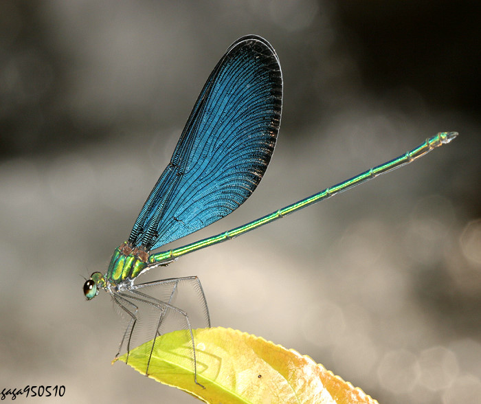 յie Matrona cyanoptera 