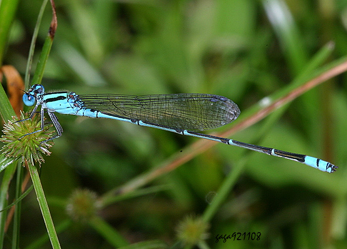 Ge Pseudagrion microcephalum