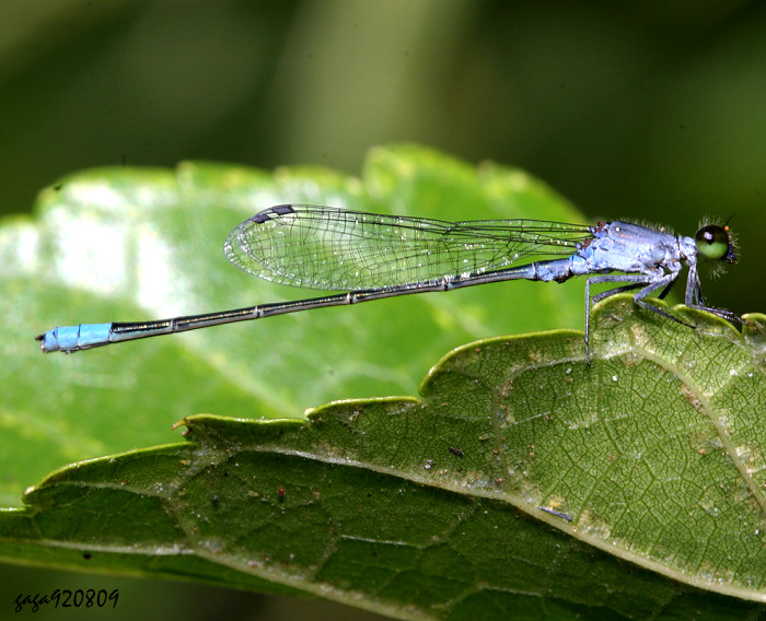 òe Paracercion calamorum dyeri 