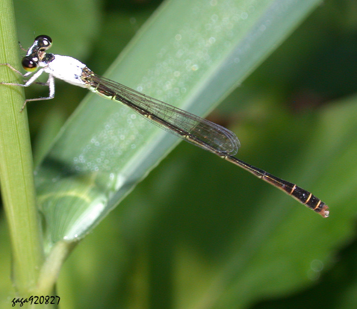 կe Agriocnemis femina oryzae