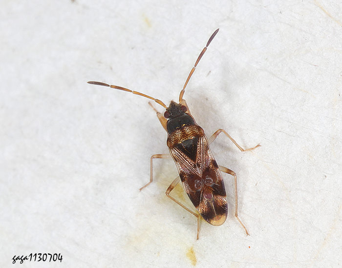  Scolopostethus sp.