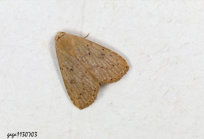 明涓裳蛾 Rivula aequalis