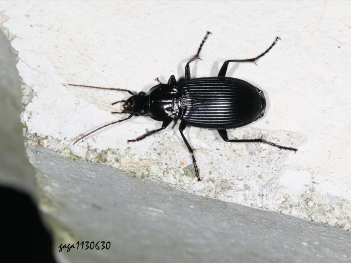 B Pterostichus distinctissimus 