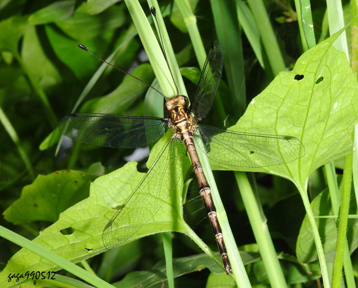 M Acheron sp.