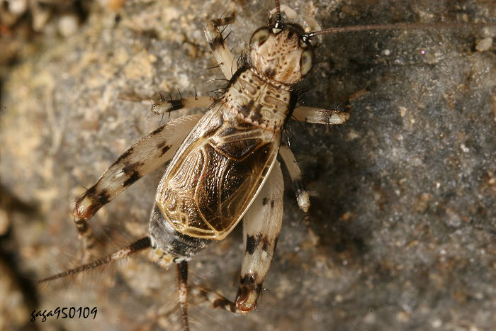 Žw Dianemobius furumagiensis 