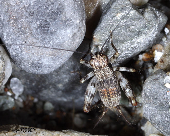  Dianemobius furumagiensis 