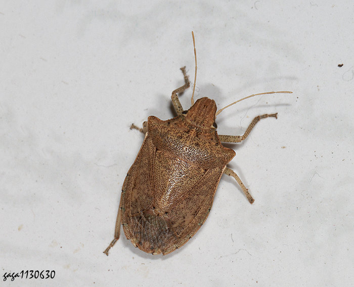 渥椿象 Ochrophara emarginata