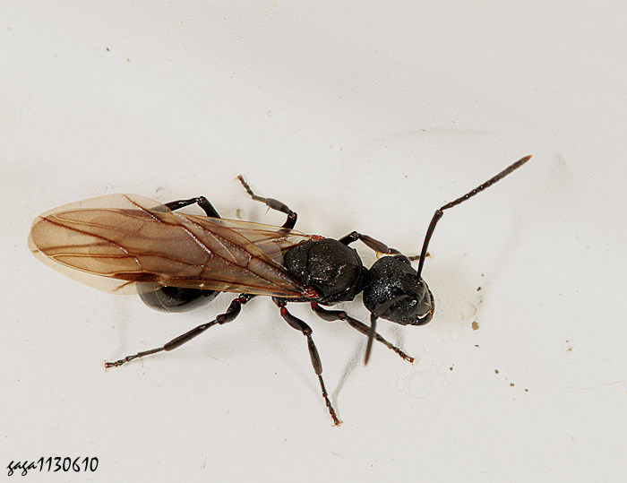 Ƥs Polyrhachis sp.