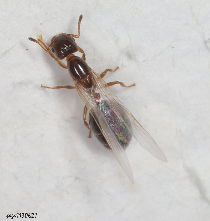 | Crematogaster  sp. 