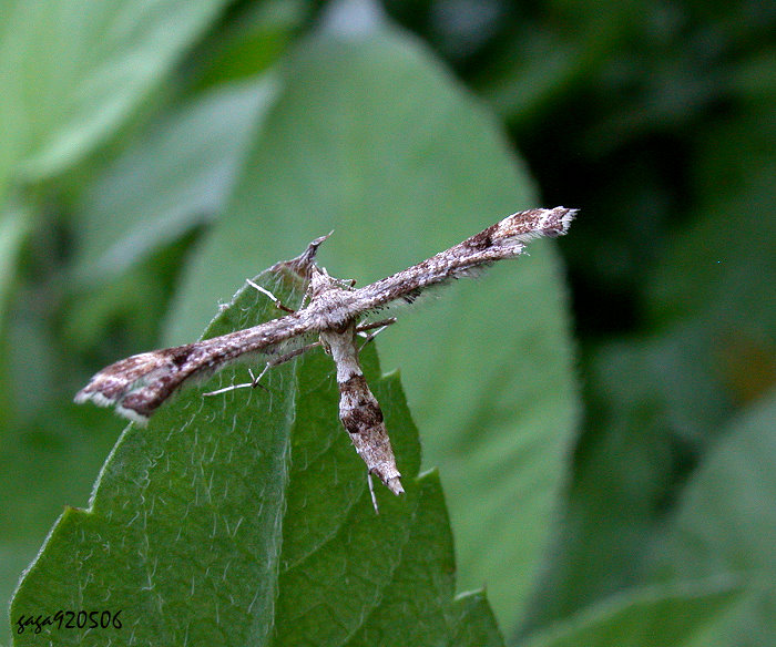 ⳾и  Platyptilia farfarella 