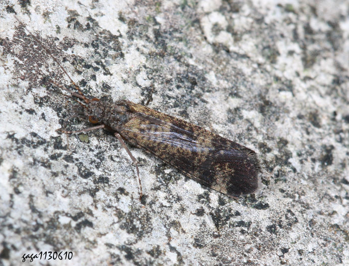 Ž۸ Ecnomus sp. 