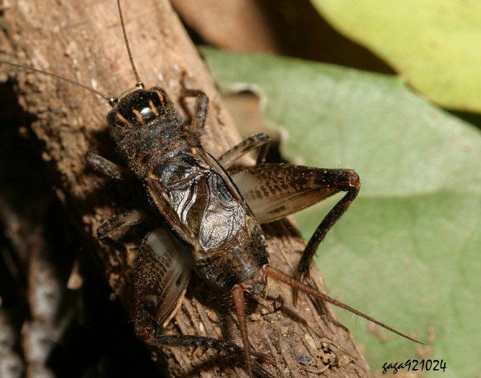 s Velarifictorus arisanicus