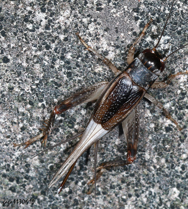 長顎鬥蟋 Velarifictorus aspersus