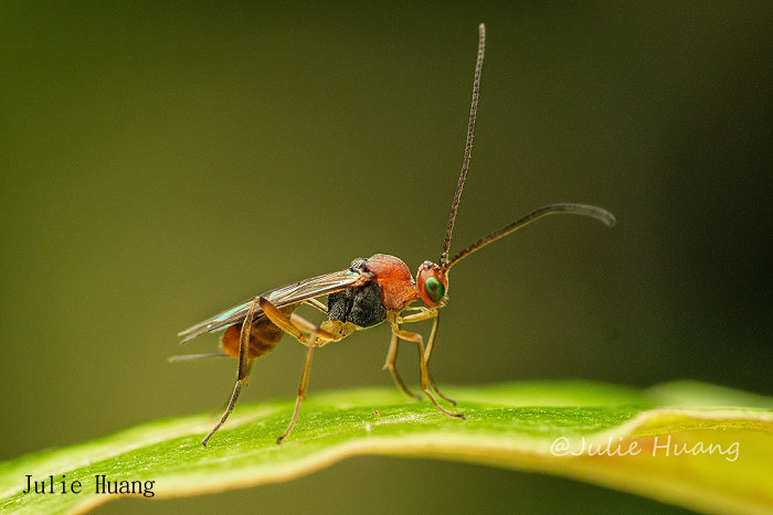 uõȬEuphorinae