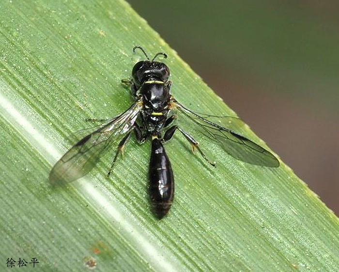 Ȥf Rhopalum  sp.  