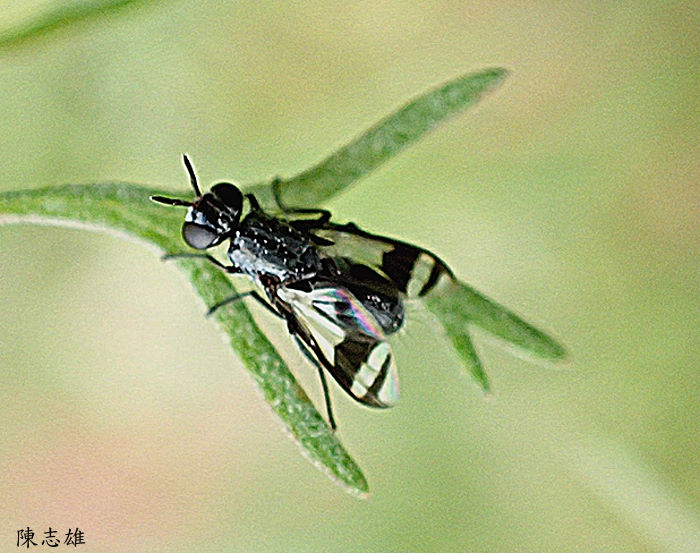 H Euthera cf. tuckeri