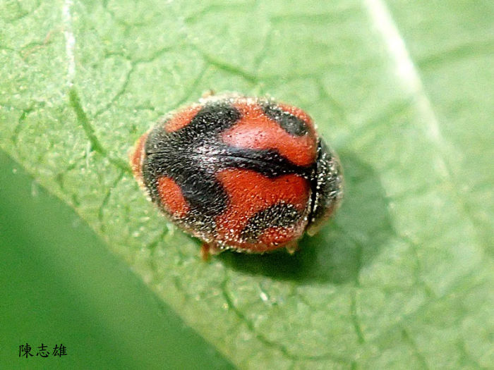 Dw] Rodolia cardinalis