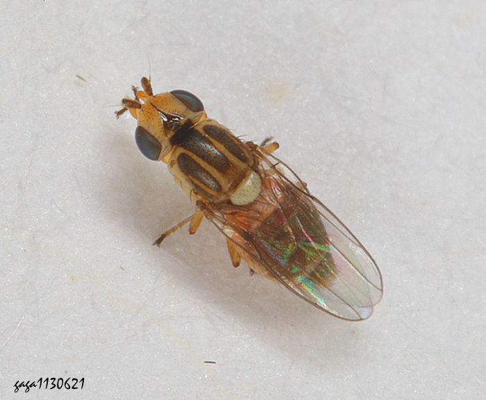 z Chlorops sp. 