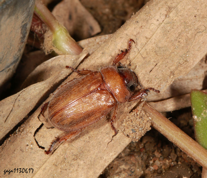 xWŪt EAdoretus formosanus