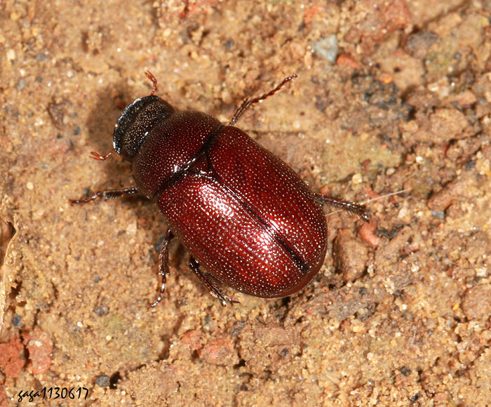 t Apogonia  sp.