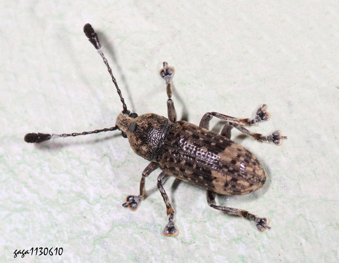 H Eucorynus crassicornis  