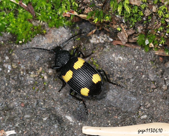 e|PB Craspedophorus mandarinu