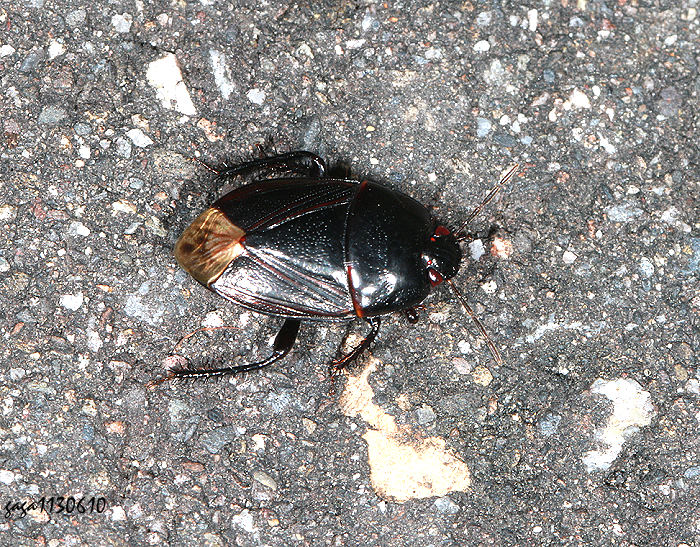 g Macroscytus japonensis 