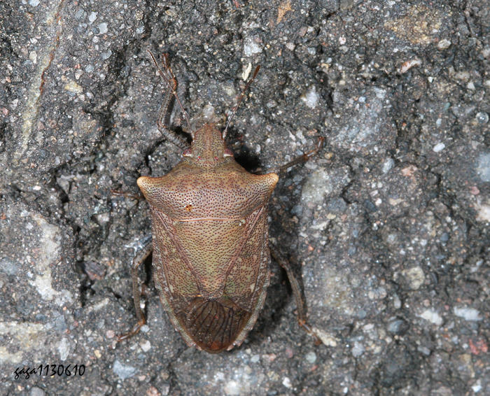  Ochrophara  sp.