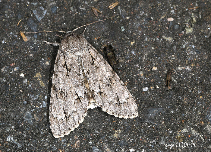 xWC] Acronicta gigasa