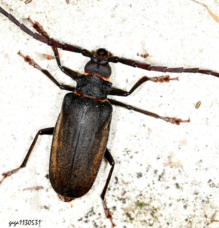 Priotyrranus closteroides