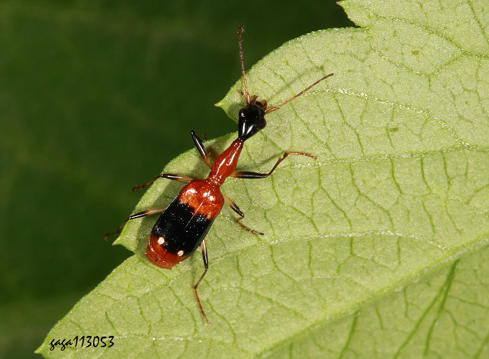 B Ophionea bhamoensis taiwanensis