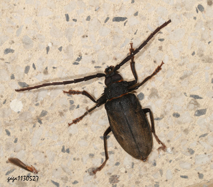 aѤ Priotyrranus closteroides  