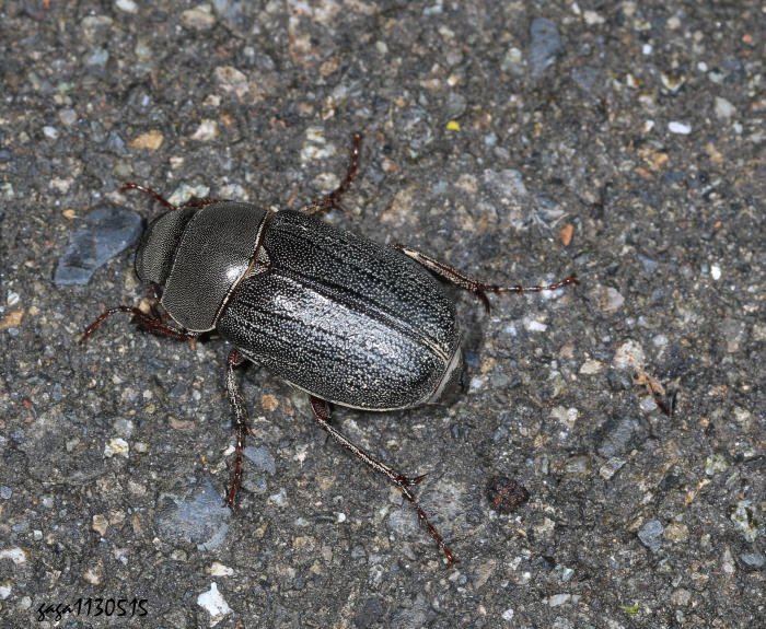 Hªt Holotrichia horishana