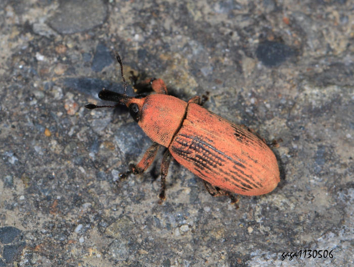 筒喙象屬 Lixus sp.