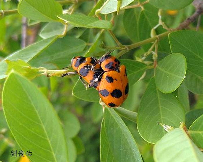 Clytrasoma palliatum 