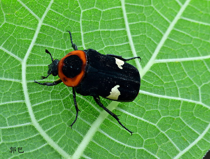 ªt Glycyphana horsfieldi chinensis 