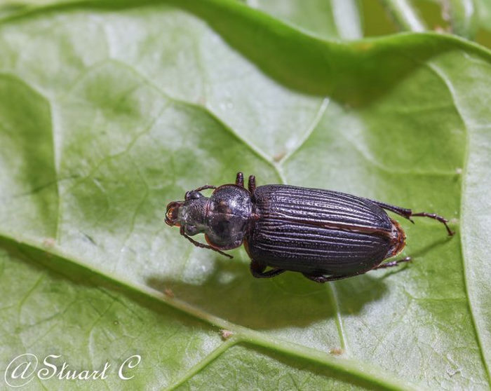 B Orthogonius sp.