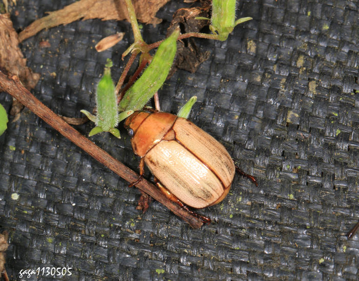 vt Mimela testaceoviridis