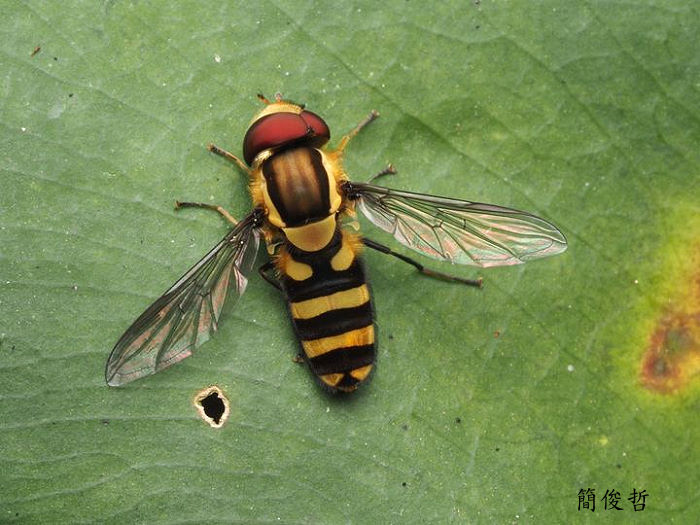 H Syrphus sp. 