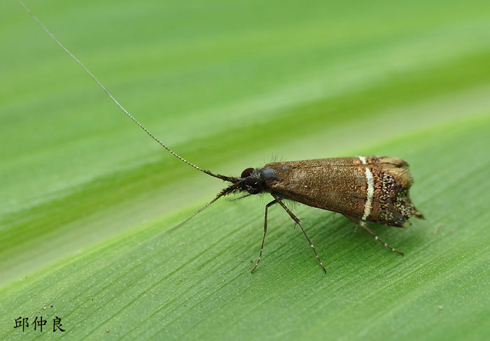 Ф Nemophora aritai