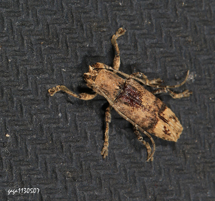 [yפѤ Diboma costata