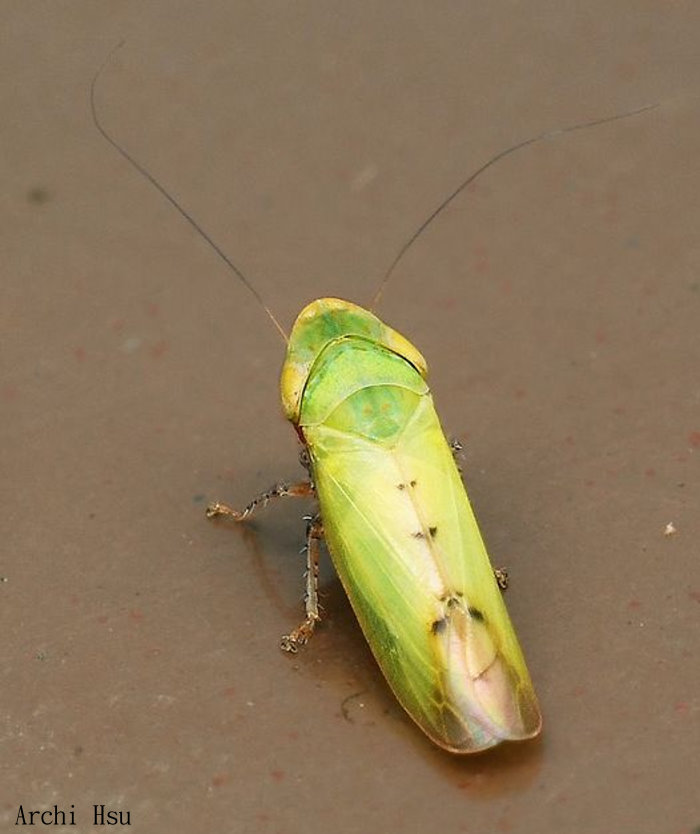 e Dryadomorpha pallida