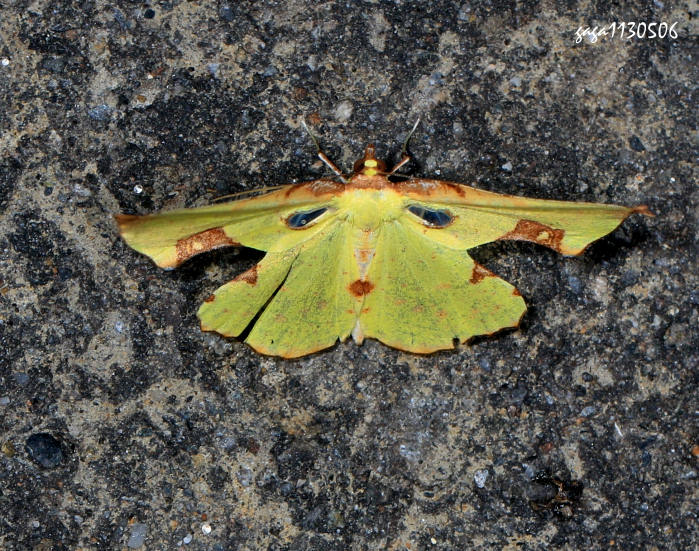 굡ظ  Corymica pryeri